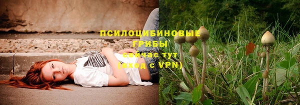 прущие грибы Заводоуковск